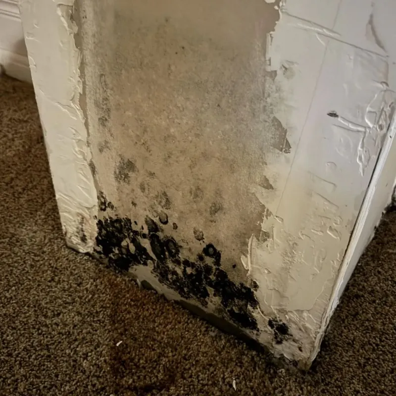 Professional Mold Removal in Centerville, MO